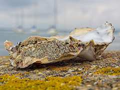 Oyster Shell and Barnacles (+PiP)