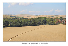 Through the wheat field to Bishopstone - 8.8.2015