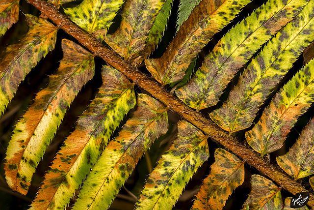 L.L. Stub State Park: Mottled Fern Frond