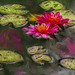 Lily pad in the rain