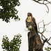 Red-tailed Hawk / Buteo jamaicensis