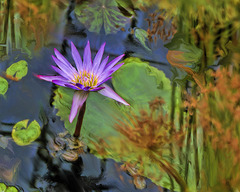 waterlily-painting