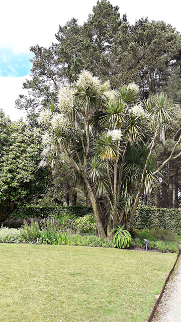 Cabbage Tree (Cordyline Australis) at Brodick Castle, Arran 15th June 2022