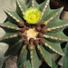 Huntington Gardens Cactus (0248)