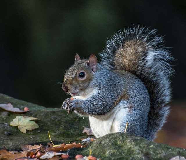 A squirrel on a rock at Eastham Woods