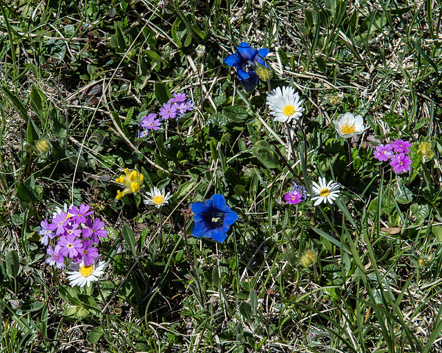 Blühende Alpenblumen - 2015-06-26--D4 DSC3216