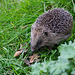 daytime Hedgehog visit