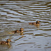 Getting my ducklings in a row