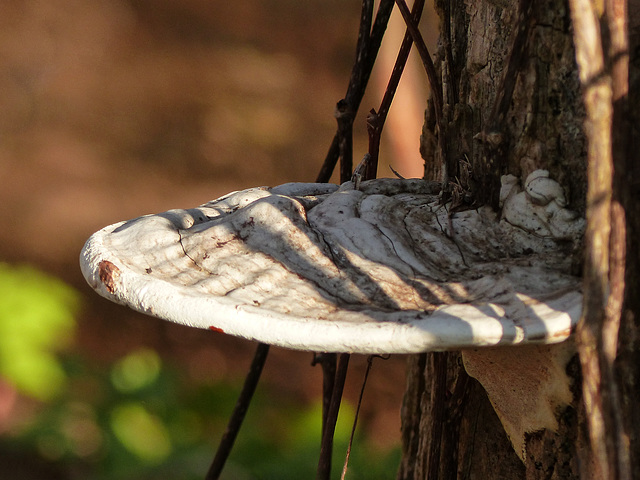 Fungus at Pt Pelee, Ontario