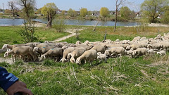 !!! Sheeps crossing !!!