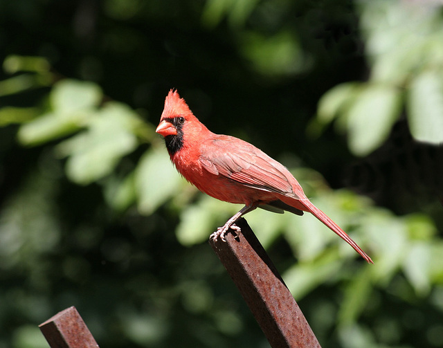 cardinal rouge / red cardinal