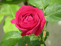 Une rose pour tous