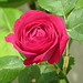 Une rose pour tous