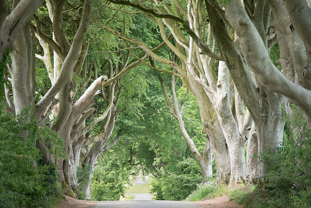 Dark Hedges