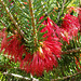 net bush western australian native