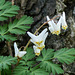 Dutchman's Breeches / Dicentra cucullaria, Pt Pelee, Ontario