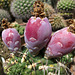 Huntington Gardens Cactus (0243)