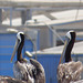 Pelícanos en el Puerto de San Antonio, Chile