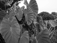 Eddoe leaves