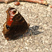 IMG 1656Butterfly