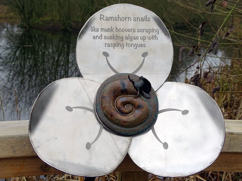 Ramshorn snails