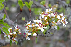 Malus sylvestris, Wild apple tree, Penedos