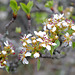 Malus sylvestris, Wild apple tree, Penedos