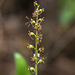 Listera cordata aka Listera cordata (Heartleaf Twayblade orchid)