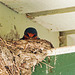 Barn Swallow on nest, Pt Pelee