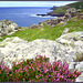 Granite, sea, and heather. For Pam!