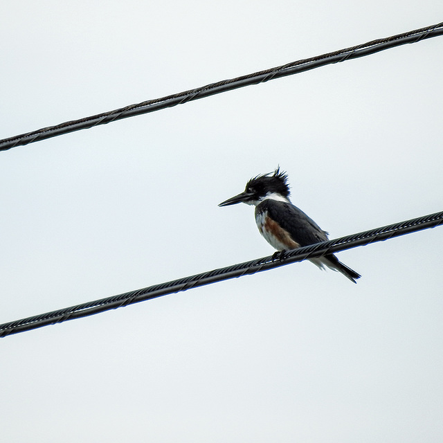 Day 2, Belted Kingfisher