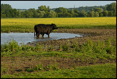 bull in a puddle