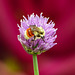 First the flower, then the bokeh, then the bee