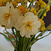 Daffodils and conostylis