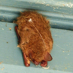 Small, sleepy Bat, Pt Pelee, Ontario