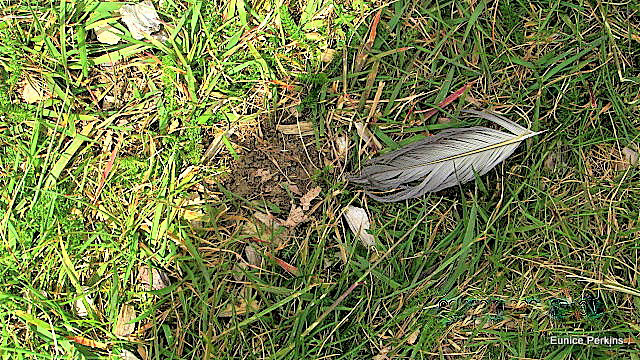 Feather On The Lawn
