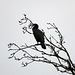 Winter Cormorant