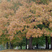 Fall Tree 1994