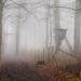 Ein nebliger Morgen im Wald - A misty morning in the forest