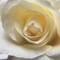 White silky blossom.