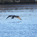 oaw - whn - cormorant 03