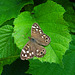 Speckled wood, Pararge aegeria