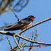 Barn Swallow, Pt Pelee