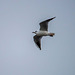 Gull in flight.vg4jpg