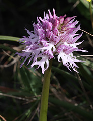 Naked Man Orchid (Orchis italica), Crete
