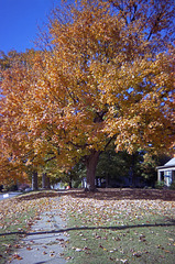 Fall Tree 1998