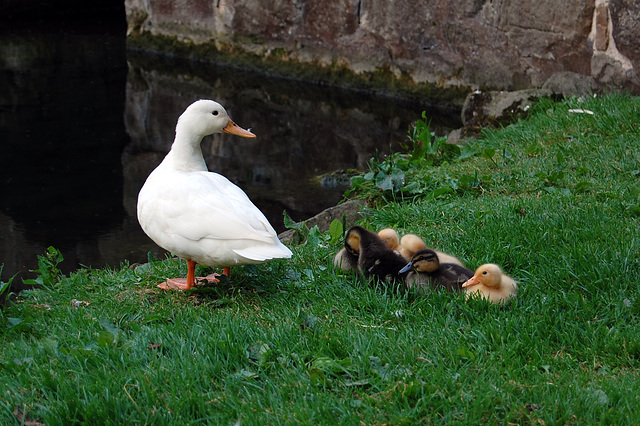 White ducks can produce yellow ducklings