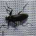 IMG 7583 Beetle