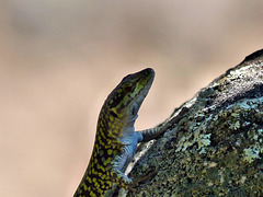 Pascaredda - Lizard