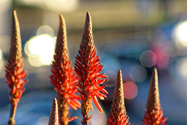 Aloe arborescens flower